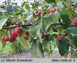 Malus ×purpurea Ola