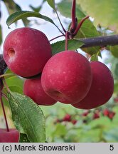 Malus ×purpurea Ola