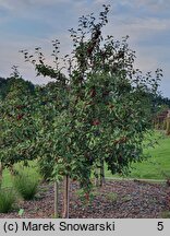 Malus ×purpurea Ola