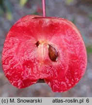 Malus ×purpurea Ola