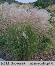 Miscanthus Charleston