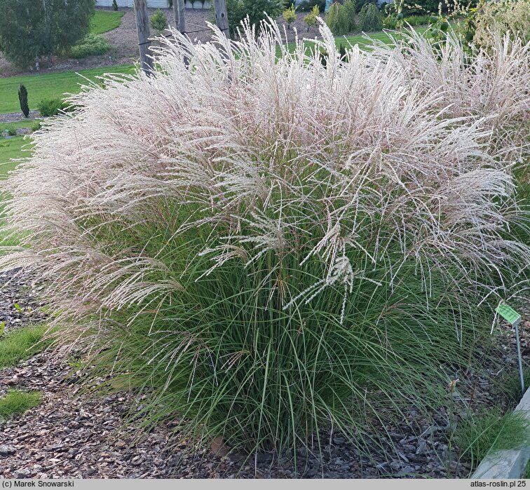 Miscanthus Charleston