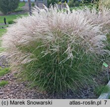 Miscanthus Charleston