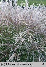 Miscanthus Charleston