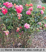 Rosa hort. Warszawa