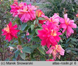 Rosa hort. Warszawa