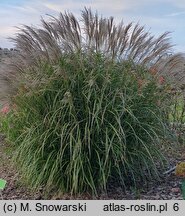 Miscanthus Tango