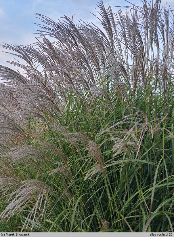 Miscanthus Tango