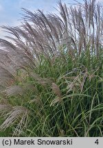 Miscanthus Tango