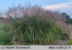 Miscanthus sinensis Paso Doble