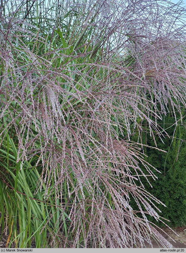 Miscanthus sinensis Paso Doble