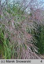 Miscanthus sinensis Paso Doble