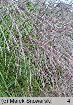 Miscanthus sinensis Paso Doble