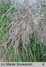 Miscanthus sinensis Paso Doble