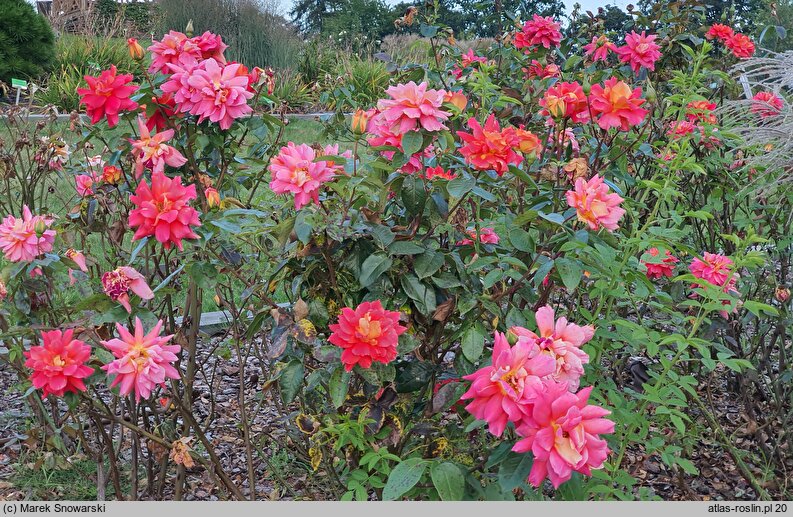 Rosa hort. Warszawa