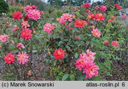 Rosa hort. Warszawa