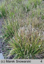 Sesleria argentea (sesleria srebrzysta)