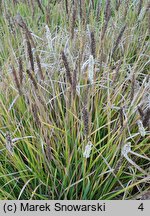 Sesleria argentea (sesleria srebrzysta)