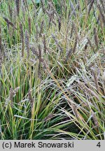 Sesleria argentea (sesleria srebrzysta)