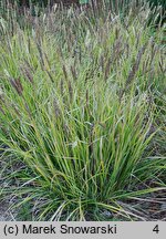 Sesleria argentea (sesleria srebrzysta)