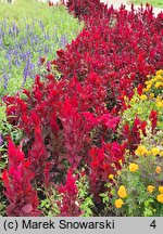 Celosia argentea var. plumosa (celozja srebrzysta odm. pierzasta)