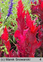 Celosia argentea var. plumosa (celozja srebrzysta odm. pierzasta)