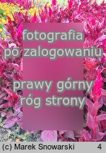 Celosia argentea var. plumosa (celozja srebrzysta odm. pierzasta)