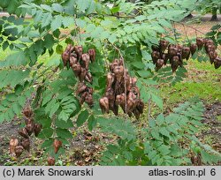 Koelreuteria paniculata (mydleniec wiechowaty)