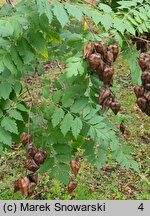 Koelreuteria paniculata (mydleniec wiechowaty)