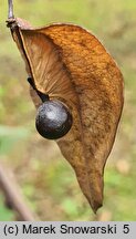 Koelreuteria paniculata (mydleniec wiechowaty)