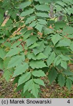 Koelreuteria paniculata (mydleniec wiechowaty)