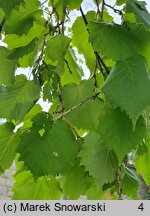 Corylus colurna (leszczyna turecka)