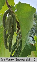 Corylus colurna (leszczyna turecka)