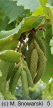 Corylus colurna (leszczyna turecka)