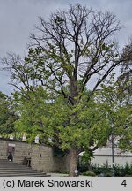 Corylus colurna (leszczyna turecka)