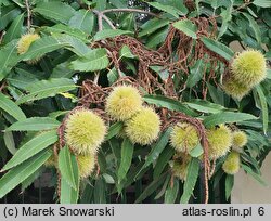 Castanea sativa (kasztan jadalny)