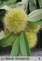 Castanea sativa (kasztan jadalny)