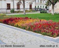 Celosia argentea var. plumosa (celozja srebrzysta odm. pierzasta)