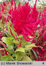 Celosia argentea var. plumosa (celozja srebrzysta odm. pierzasta)