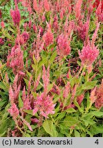 Celosia argentea var. plumosa (celozja srebrzysta odm. pierzasta)