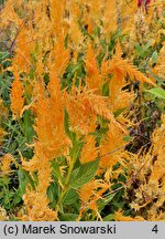 Celosia argentea var. plumosa (celozja srebrzysta odm. pierzasta)