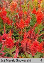 Celosia argentea var. plumosa (celozja srebrzysta odm. pierzasta)