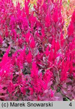 Celosia argentea var. plumosa (celozja srebrzysta odm. pierzasta)