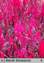 Celosia argentea var. plumosa (celozja srebrzysta odm. pierzasta)