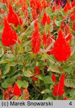 Celosia argentea var. plumosa (celozja srebrzysta odm. pierzasta)