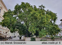 Styphnolobium japonicum (perełkowiec japoński)