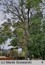 Gymnocladus dioica (kłęk amerykański)