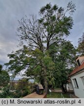 Gymnocladus dioica (kłęk amerykański)