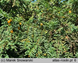 Taxus baccata Lutea