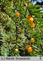 Taxus baccata Lutea